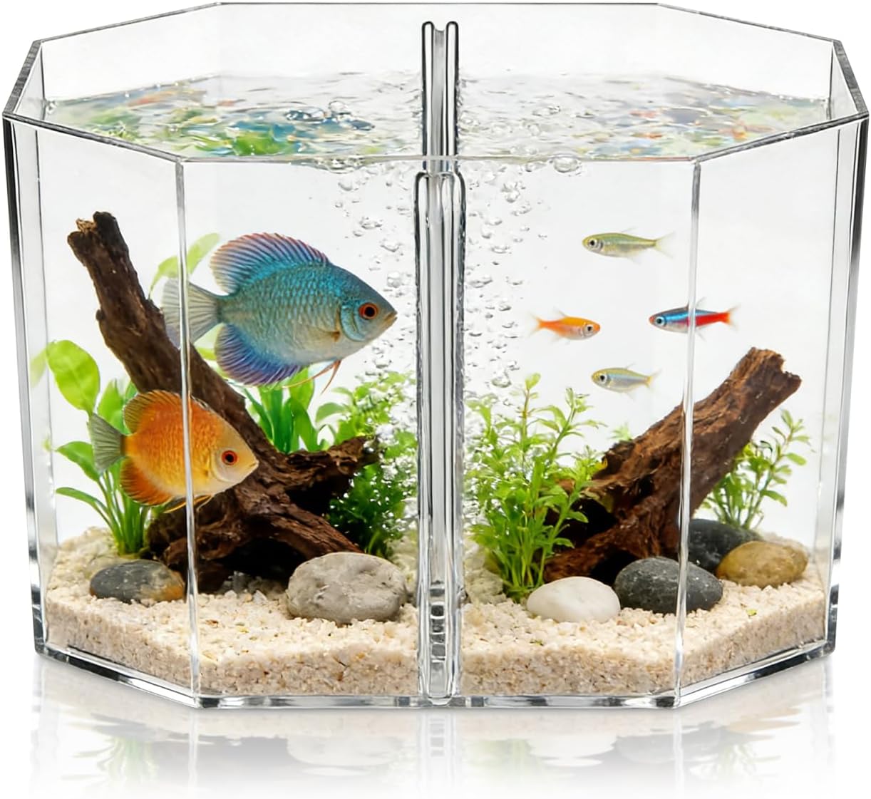 YARNOW Fish Separation Box Hatchery Isolation Box Two Compartments for Betta and Guppy Breeding Design for Easy Monitoring Removable Divider for Custom Use Aquarium