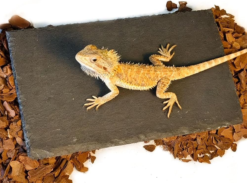 Bearded Dragon Basking Platform Rock Slate with Bark Substrate,M