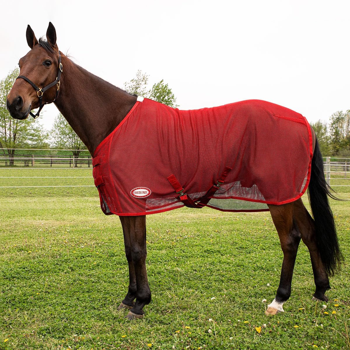 Country Pride Lightweight Fly Sheet Scrim, Breathable Mesh Fly Protection, Double Surcingle Open Front, Bias Surcingle and Tail Cord, Indoor and Trailer Use, Blue Red Green (Red, Small 70-72″)