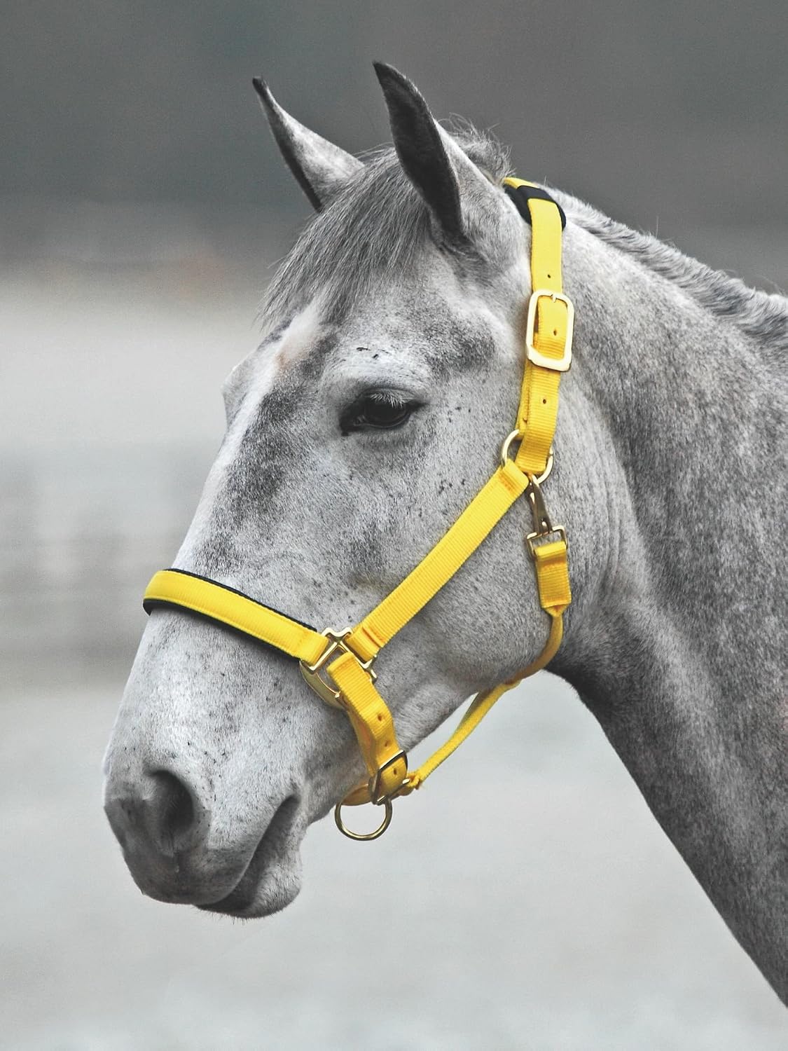 Shires Topaz Leather Breakaway Nylon Headcollar